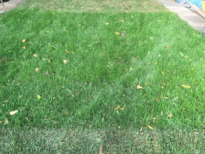 New lawn watered well, getting over-grown and needing a cut. If left it will mature and the leaf blades will become long and wiry and start seeding.