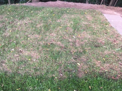 A lawn that has been installed but over-watered and not enough light. This causes the sod to die back and be blotchy.