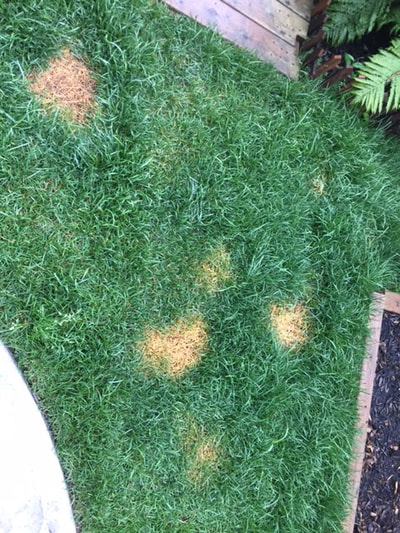 Spots...caused by dog urine. New sod is especially susceptable to spotting and should be rinsed off immediately.