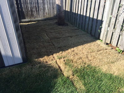 Dead sod due to lack of watering.  New sod needs to be watered immediately, soaked through, and repeated for first 3 days minimum. If left the grass will not return but WEEDS will use this as a perfect breeding ground. 